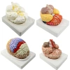 Qinghua 4D Assembly Brain Anatomy Model, human brain anatomy, cerebrovascular artery, nerve, medical science and education model Item Picture